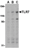 Western blot - TLR7 Antibody from Signalway Antibody (24228) - Antibodies.com