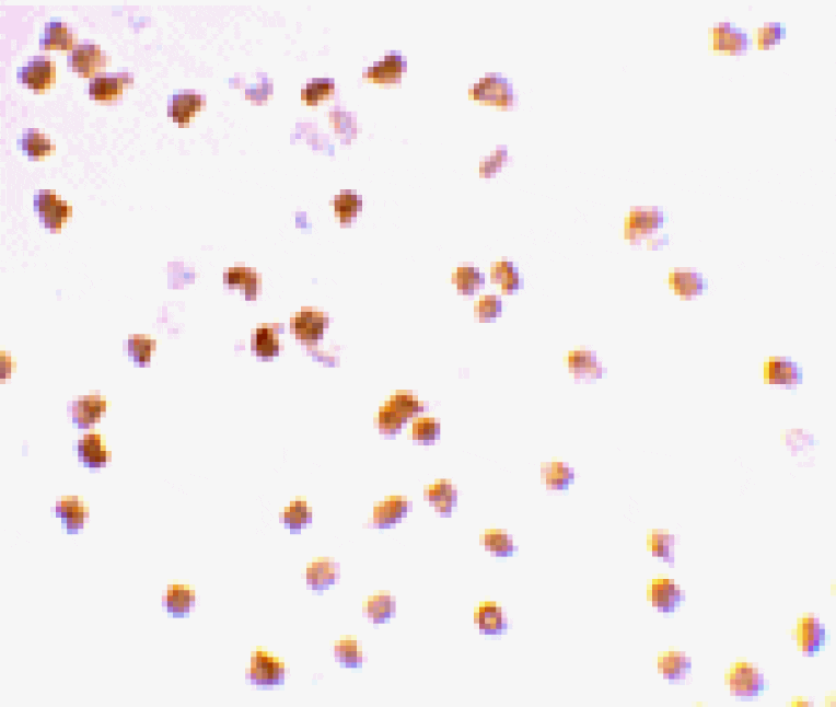 Immunocytochemistry - TLR7 Antibody from Signalway Antibody (24228) - Antibodies.com