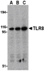 Western blot - TLR8 Antibody from Signalway Antibody (24233) - Antibodies.com