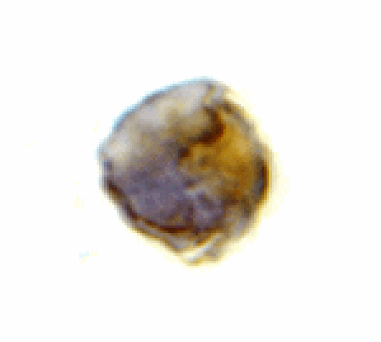 Immunocytochemistry - TLR8 Antibody from Signalway Antibody (24233) - Antibodies.com
