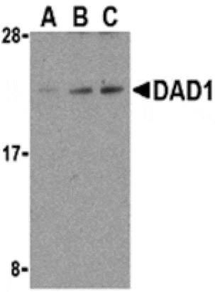 Western blot - DAD1 Antibody from Signalway Antibody (24239) - Antibodies.com