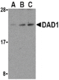 Western blot - DAD1 Antibody from Signalway Antibody (24239) - Antibodies.com