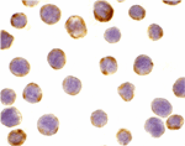 Immunocytochemistry - DAD1 Antibody from Signalway Antibody (24239) - Antibodies.com