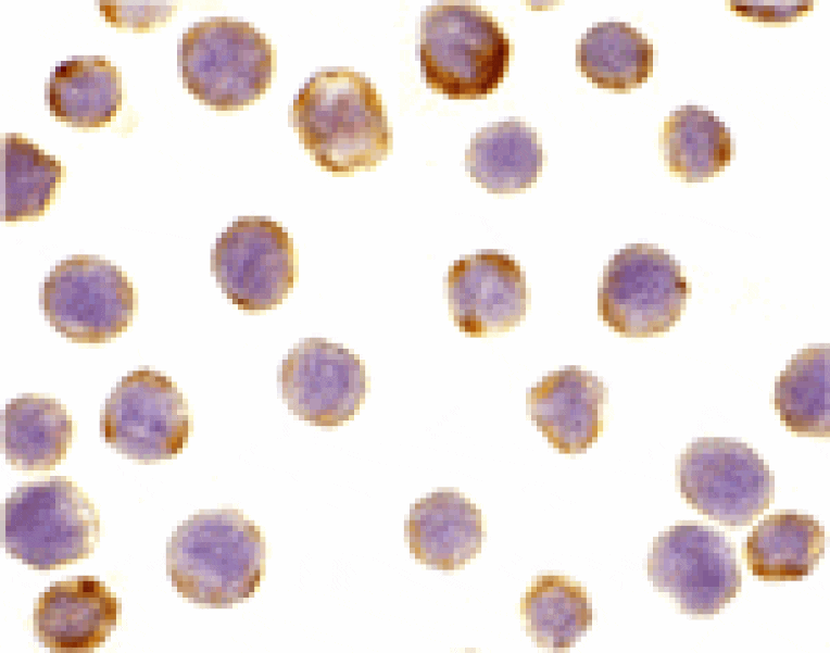 Immunocytochemistry - DAD1 Antibody from Signalway Antibody (24239) - Antibodies.com