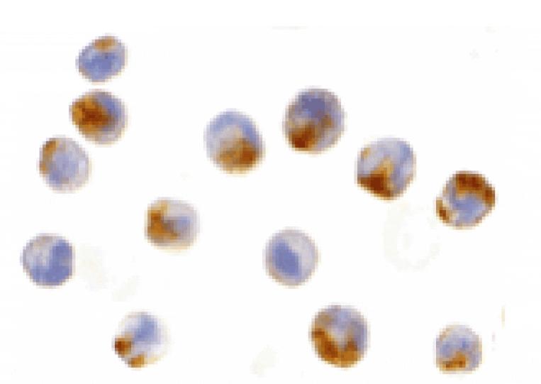 Immunocytochemistry - NAIP Antibody from Signalway Antibody (24240) - Antibodies.com