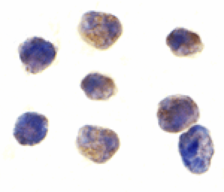 Immunocytochemistry - TAB1 Antibody from Signalway Antibody (24262) - Antibodies.com