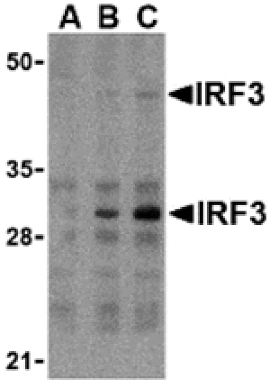 Western blot - IRF3 Antibody from Signalway Antibody (24265) - Antibodies.com