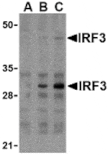 Western blot - IRF3 Antibody from Signalway Antibody (24265) - Antibodies.com