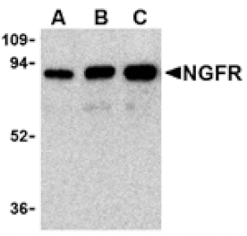 Western blot - NGFR Antibody from Signalway Antibody (24342) - Antibodies.com