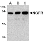 Western blot - NGFR Antibody from Signalway Antibody (24342) - Antibodies.com