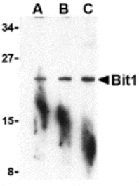 Western blot - Bit1 Antibody from Signalway Antibody (24347) - Antibodies.com