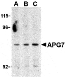 Western blot - APG7 Antibody from Signalway Antibody (24353) - Antibodies.com