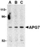 Western blot - APG7 Antibody from Signalway Antibody (24353) - Antibodies.com