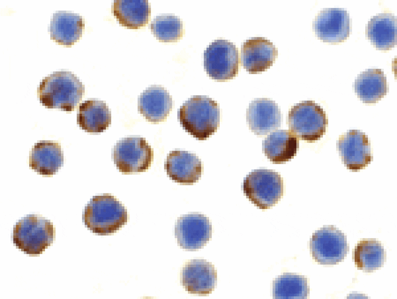 Immunocytochemistry - APG7 Antibody from Signalway Antibody (24353) - Antibodies.com