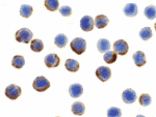 Immunocytochemistry - APG7 Antibody from Signalway Antibody (24353) - Antibodies.com