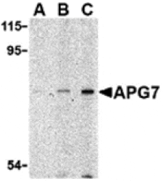 Western blot - APG7 Antibody from Signalway Antibody (24354) - Antibodies.com