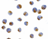 Immunocytochemistry - APG7 Antibody from Signalway Antibody (24354) - Antibodies.com