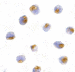 Immunocytochemistry - TLR1 Antibody from Signalway Antibody (24362) - Antibodies.com