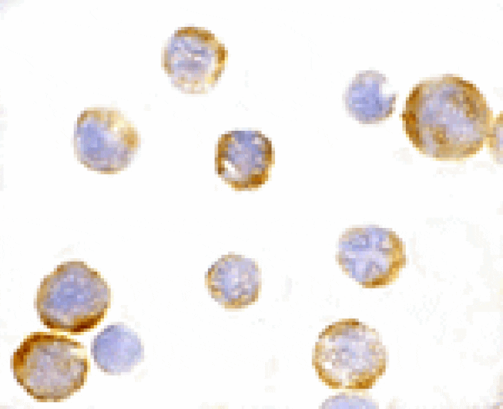 Immunocytochemistry - TLR3 Antibody from Signalway Antibody (24363) - Antibodies.com