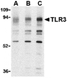 Western blot - TLR3 Antibody from Signalway Antibody (24364) - Antibodies.com