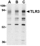Western blot - TLR3 Antibody from Signalway Antibody (24364) - Antibodies.com