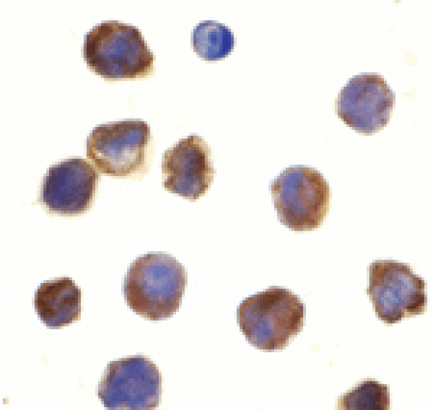 Immunocytochemistry - TLR3 Antibody from Signalway Antibody (24364) - Antibodies.com