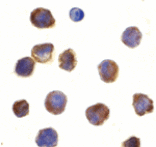 Immunocytochemistry - TLR3 Antibody from Signalway Antibody (24364) - Antibodies.com