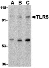Western blot - TLR5 Antibody from Signalway Antibody (24366) - Antibodies.com
