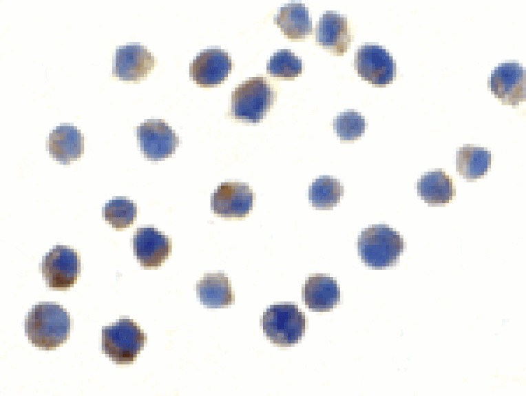 Immunocytochemistry - TLR6 Antibody from Signalway Antibody (24367) - Antibodies.com