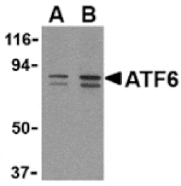 Western blot - ATF6 Antibody from Signalway Antibody (24382) - Antibodies.com