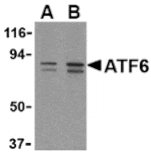 Western blot - ATF6 Antibody from Signalway Antibody (24382) - Antibodies.com