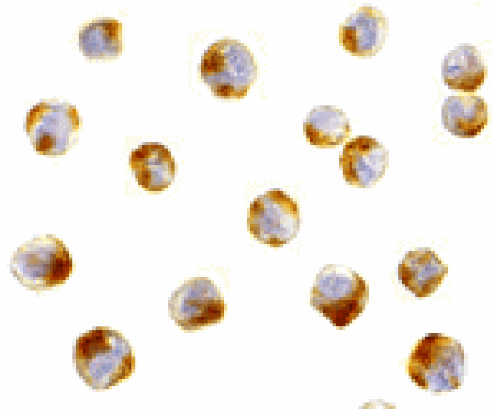 Immunocytochemistry - ATF6 Antibody from Signalway Antibody (24382) - Antibodies.com