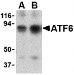 Western blot - ATF6 Antibody from Signalway Antibody (24383) - Antibodies.com