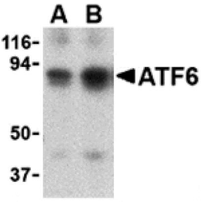 Western blot - ATF6 Antibody from Signalway Antibody (24383) - Antibodies.com