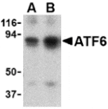 Western blot - ATF6 Antibody from Signalway Antibody (24383) - Antibodies.com