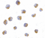 Immunocytochemistry - ATF6 Antibody from Signalway Antibody (24383) - Antibodies.com