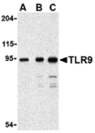 Western blot - TLR9 Antibody from Signalway Antibody (24387) - Antibodies.com