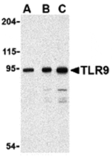 Western blot - TLR9 Antibody from Signalway Antibody (24387) - Antibodies.com