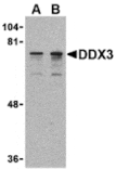 Western blot - DDX3 Antibody from Signalway Antibody (24395) - Antibodies.com