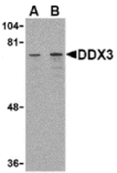 Western blot - DDX3 Antibody from Signalway Antibody (24396) - Antibodies.com