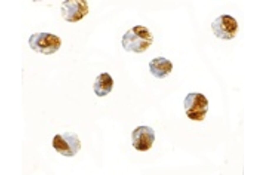 Immunocytochemistry - TANK Antibody from Signalway Antibody (24438) - Antibodies.com