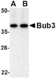 Western blot - Bub3 Antibody from Signalway Antibody (24534) - Antibodies.com