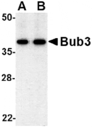 Western blot - Bub3 Antibody from Signalway Antibody (24534) - Antibodies.com