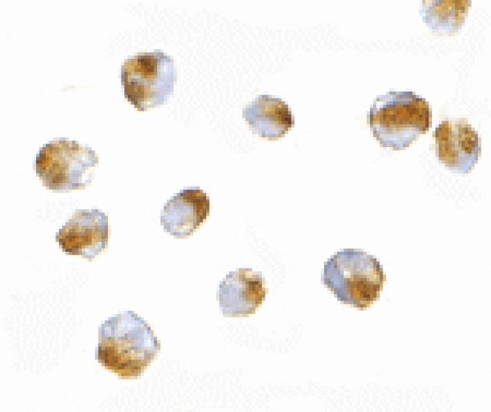 Immunocytochemistry - Bub3 Antibody from Signalway Antibody (24534) - Antibodies.com