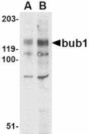 Western blot - Bub1 Antibody from Signalway Antibody (24535) - Antibodies.com