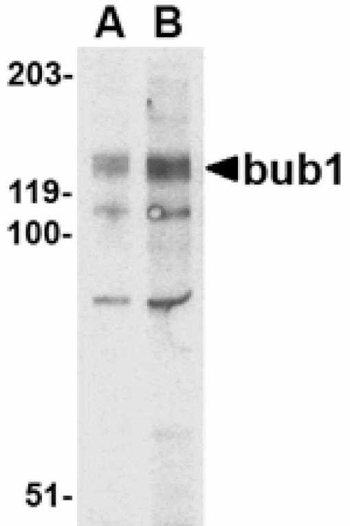 Western blot - Bub1 Antibody from Signalway Antibody (24535) - Antibodies.com