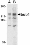 Western blot - Bub1 Antibody from Signalway Antibody (24535) - Antibodies.com