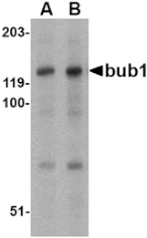 Western blot - Bub1 Antibody from Signalway Antibody (24539) - Antibodies.com