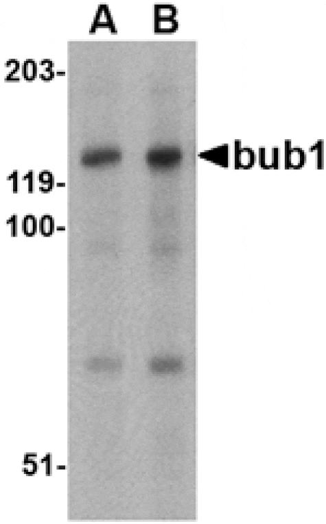 Western blot - Bub1 Antibody from Signalway Antibody (24539) - Antibodies.com