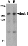 Western blot - Bub1 Antibody from Signalway Antibody (24539) - Antibodies.com